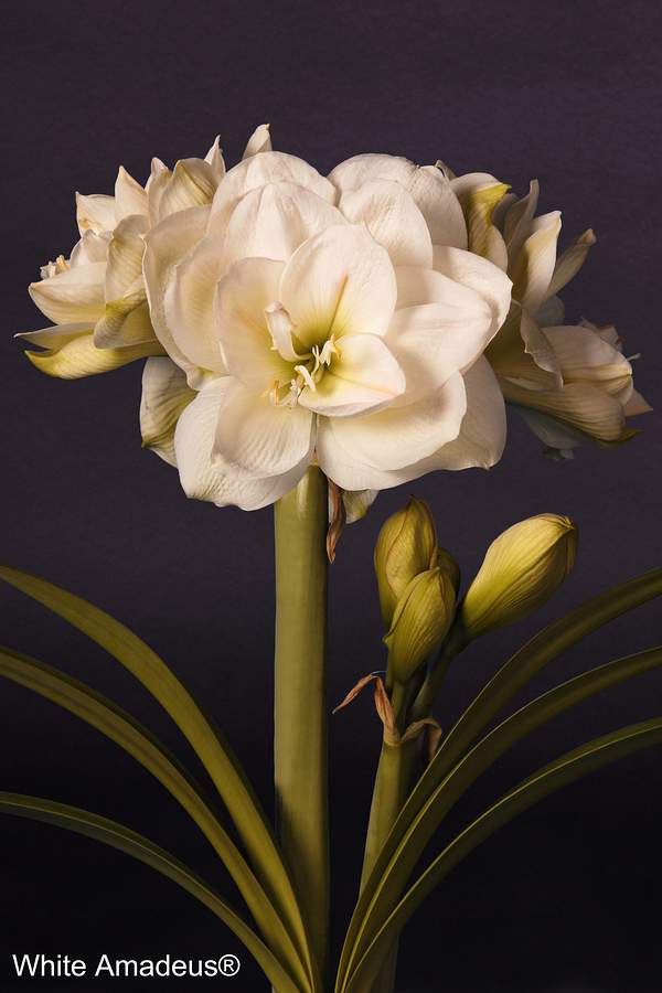 Bulbi de Amaryllis "White Amadeus", 1 Bucata