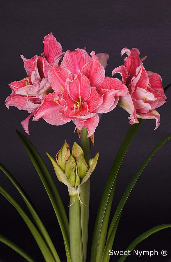 Bulbi de Amaryllis "Sweet Nymph", 1 Bucata