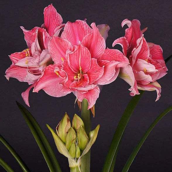 WhatsAppImage2024-01-31at22.42.04_5_55b04477-a580-491a-bbb1-1000227316bc - Fitza Florilor