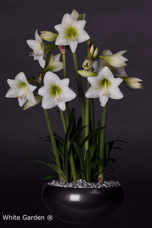 Bulbi de Amaryllis "White Garden", 1 Bucata