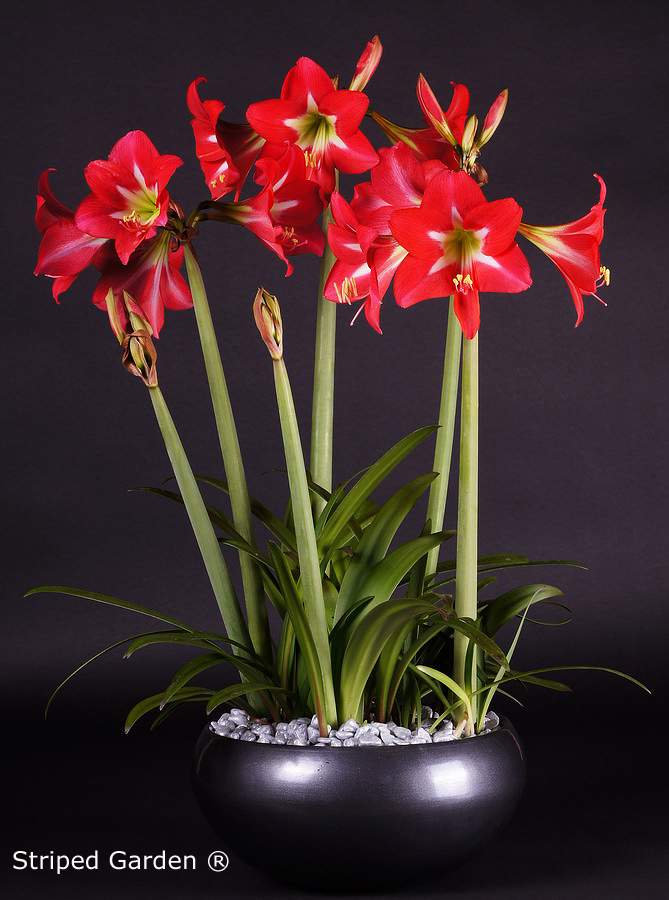 Bulbi de Amaryllis "Striped Garden", 1 Bucata