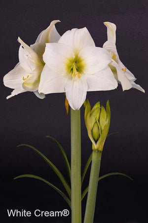 Bulbi de Amaryllis "White Cream", 1 Bucata