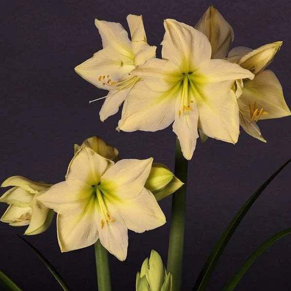 WhatsAppImage2024-01-31at22.42.04_a7f51fc5-315b-4f77-a703-caea95784f3a - Fitza Florilor