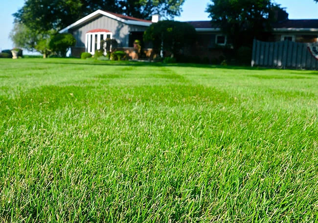 Semințe de Gazon Rustic, 1 kg
