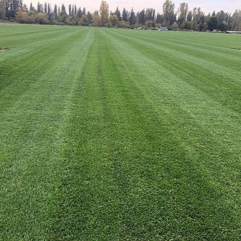 Semințe de Gazon Umbră, 1 kg