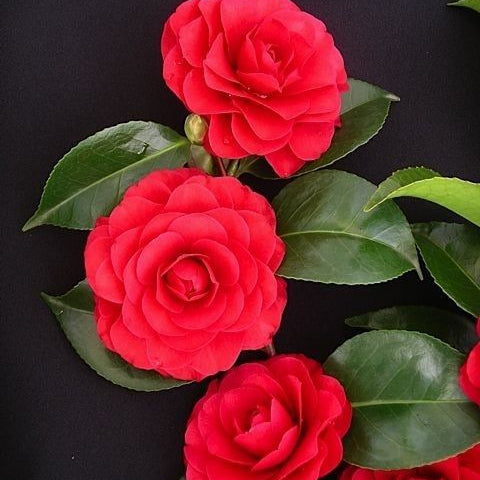 Camellia ''Black Tea'', la ghiveci P9