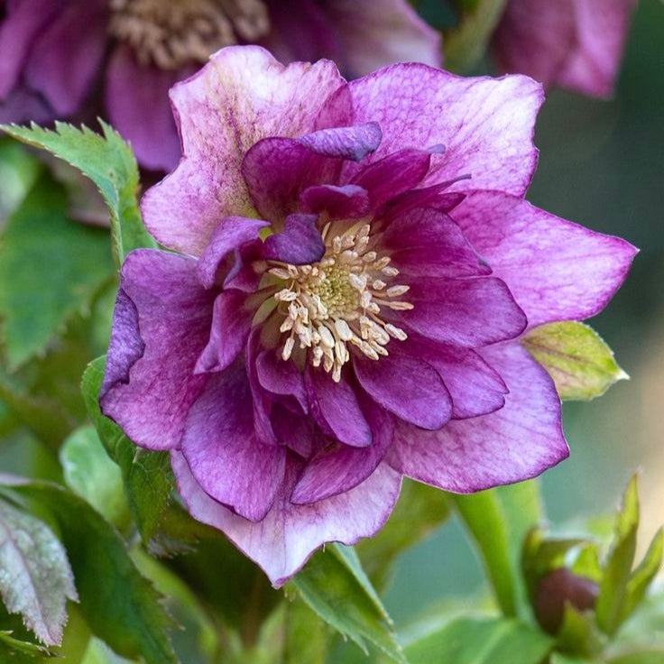 Bulbi de Helleborus ''Purple Whispers'', 1 Bucată