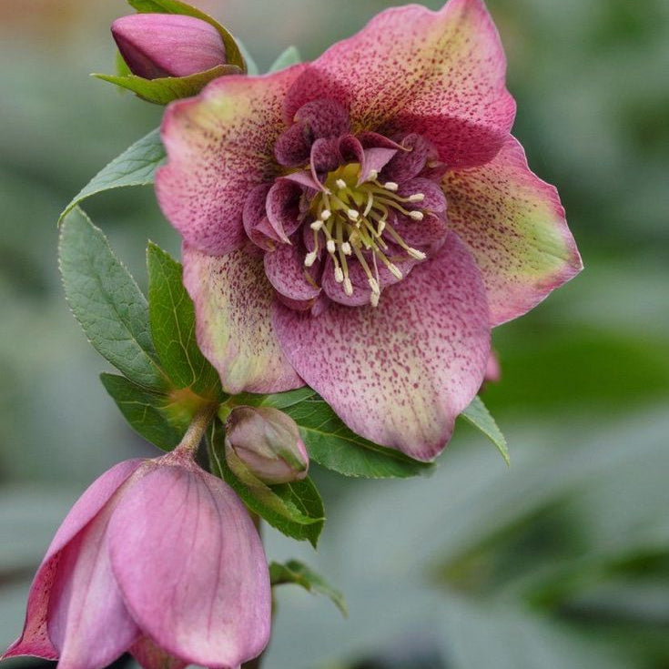 Helleborus ''Dream Petals'' la ghiveci