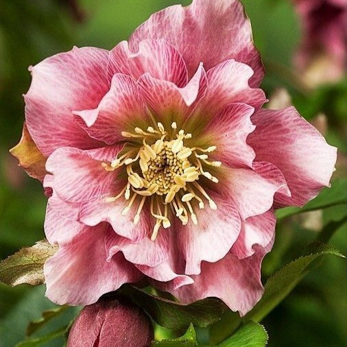 Bulbi de Helleborus "Pink Waves", 1 Bucată