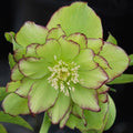 Bulbi de Helleborus ''Green Symphony'', 1 Bucată