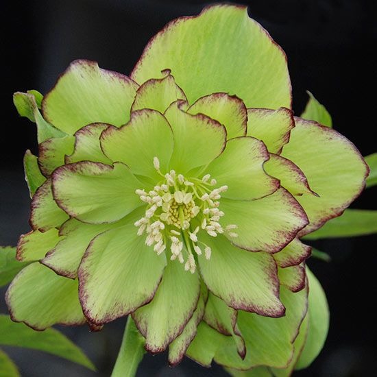 Helleborus ''Green Symphony'' la ghiveci