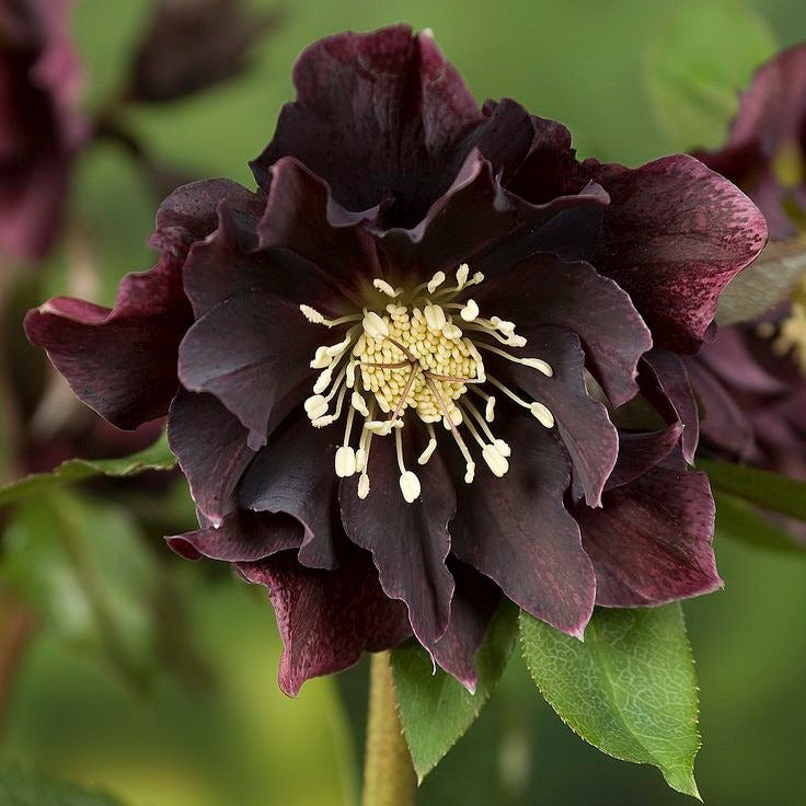 Bulbi de Helleborus ''Velvet Night'', 1 Bucată