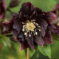 Bulbi de Helleborus ''Velvet Night'', 1 Bucată