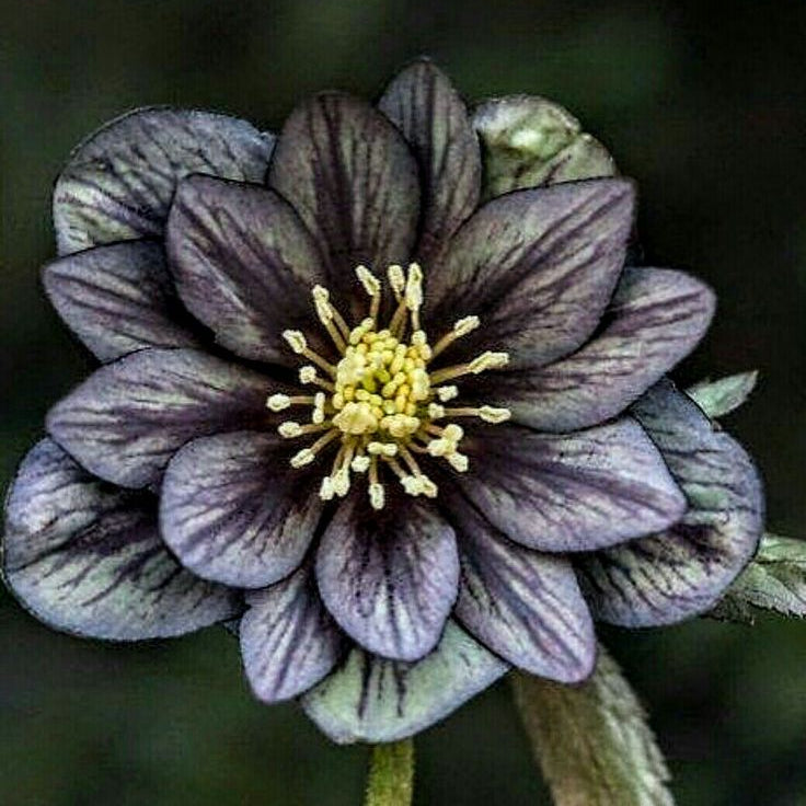 Helleborus ''Winter Star'' la ghiveci