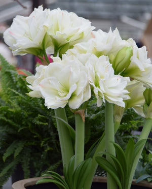 Bulbi de Amaryllis "White Amadeus", 1 Bucata