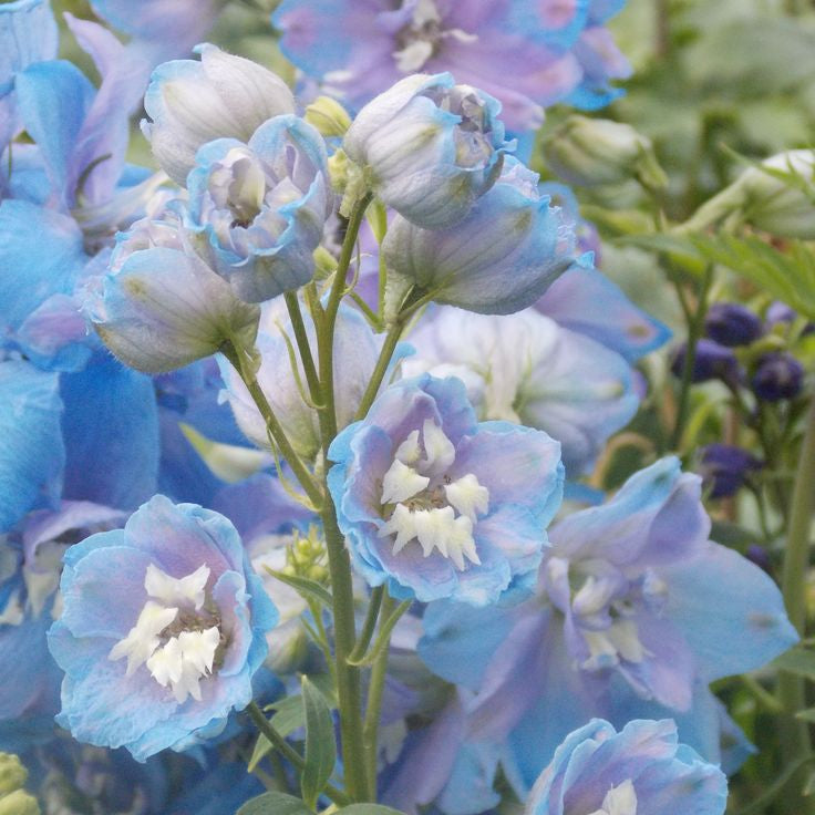 Delphinium Magic Fountains Sky Blue White Bee (Nemtisor), 1 bucata