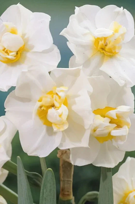 Bulbi Narcise Pachet Mix 10 buc