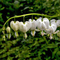 Bulbi de Dicentra "Cerceii Doamnei", Alb