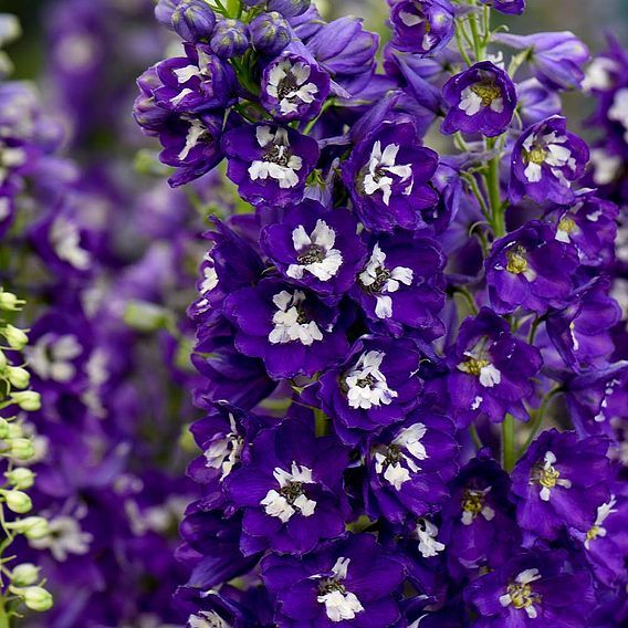 Delphinium Magic Fountains Dark Blue White Bee (Nemtisor), 1 bucata