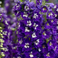 Delphinium Magic Fountains Dark Blue White Bee (Nemtisor), 1 bucata