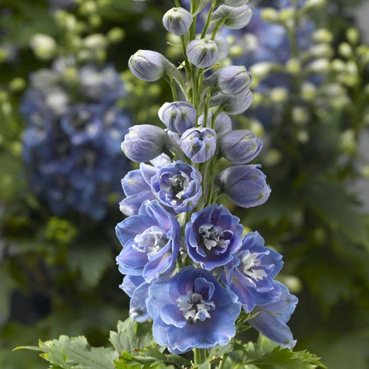 Delphinium Magic Fountains Sky Blue White Bee (Nemtisor), 1 bucata