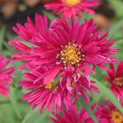 Aster Winston Churchill, 1 bucata