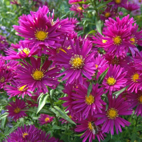 Aster Winston Churchill, 1 bucata