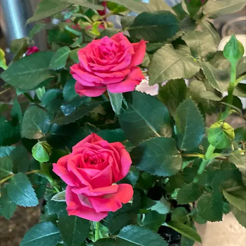 Trandafiri Butași Teahibrizi - Bugatti