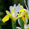 Bulbi Iris - Apollo - 5 Bucăți