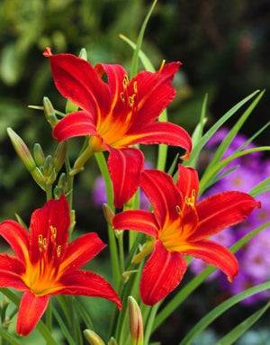 Bulbi de Hemerocallis "Sammy Russell", Crin Salbatic, 1 Bucata