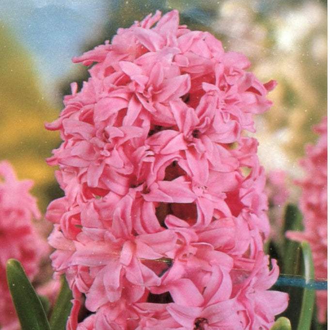 Zambile_Double_Pink - Fitza Florilor