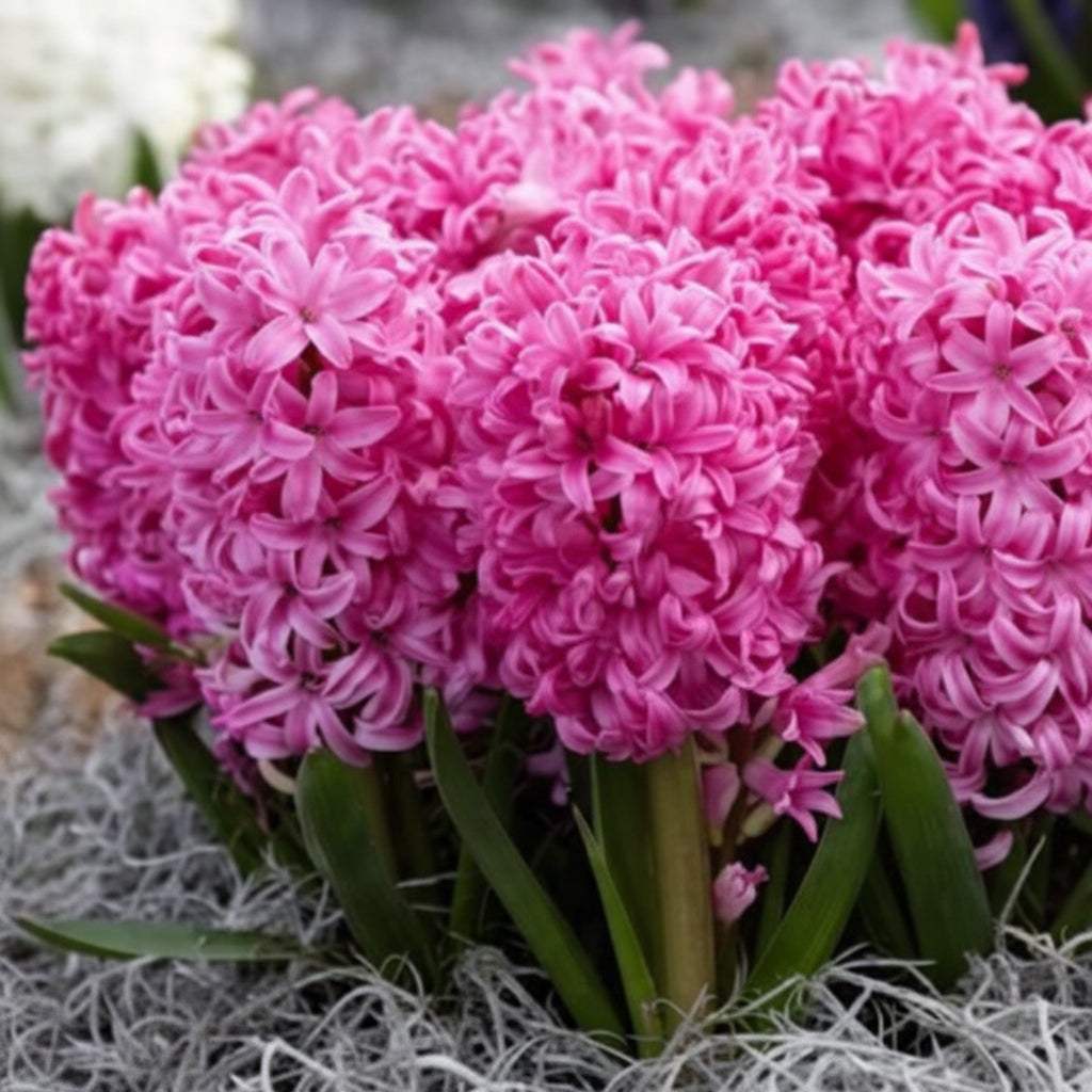 Zambile_Double_Pink_1 - Fitza Florilor