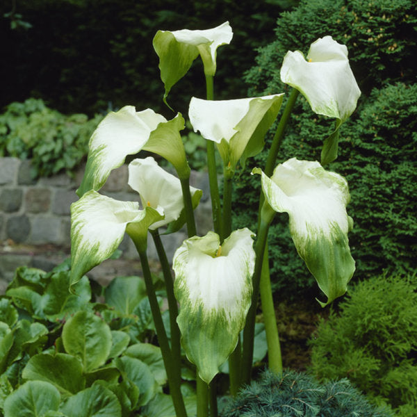 Bulbi de Cala "Aethiopica Green Goddess", 1 Bucata