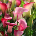 Bulbi de Cala "Ruby Light Pink Ice"