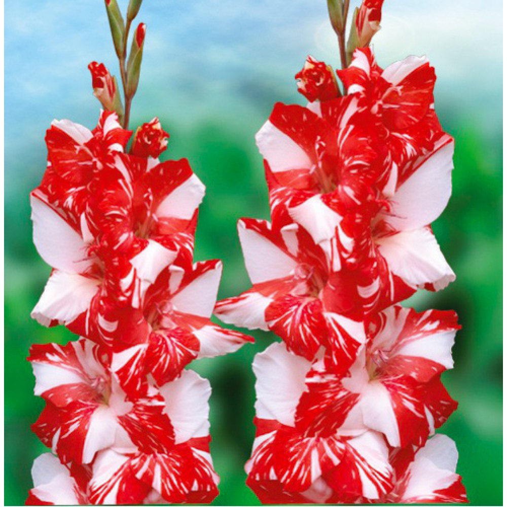 Bulbi de Gladiole "Zizanie", 7 Bucati