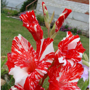 Bulbi de Gladiole "Zizanie", 7 Bucati