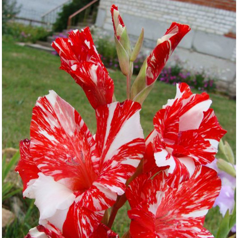 Bulbi Gladiole - Zizanie - 5 buc