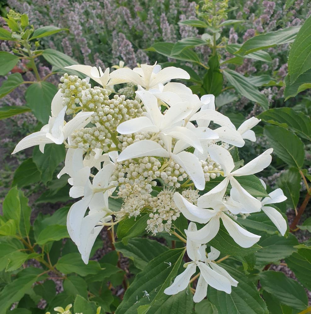 Hortensia Arbustiva Paniculata "Silver Dollar", la Ghiveci de 3L, 1 Bucata