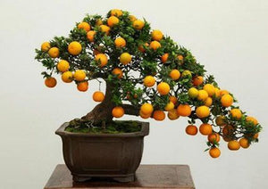 Bonsai "Citrus Mitis -Calamandino"