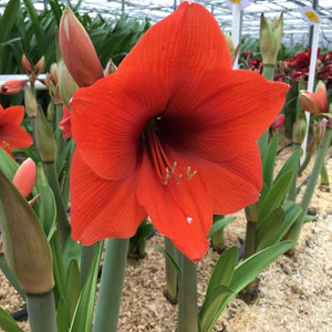 Bulbi de Amaryllis "Horizon", 1 Bucata