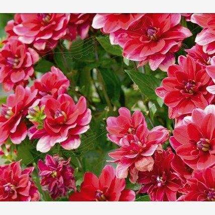 a79cb0b257e160c01cbb2cf21792595e_79bbb3a2-c7b8-4372-9a97-98aae7e345a8 - Fitza Florilor