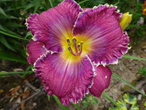 Bulbi de Hemerocallis "Face of the Stars", Crin Salbatic, 1 Bucata