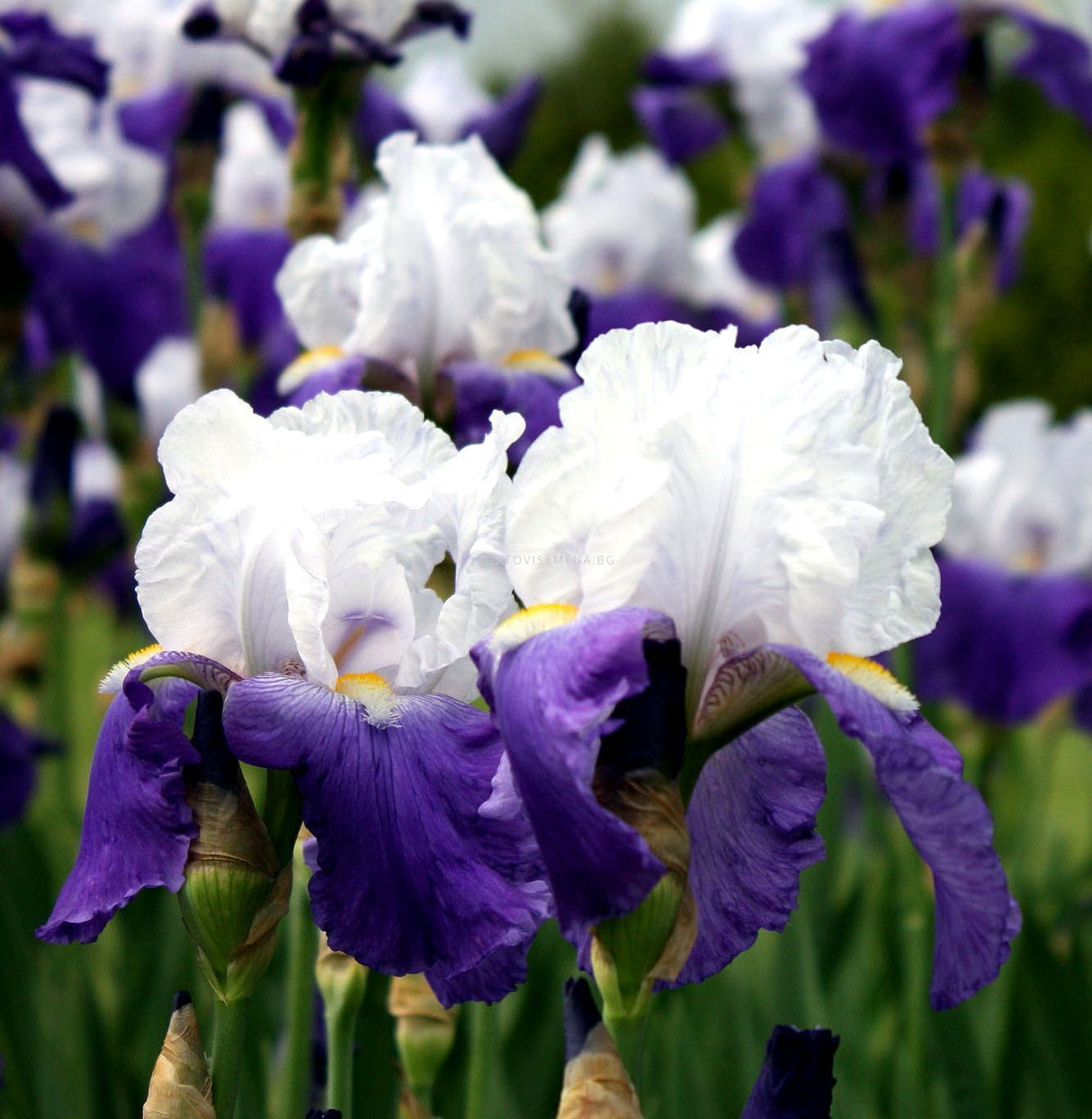 Bulbi de Iris Germanica "Arpege", 1 Bucata