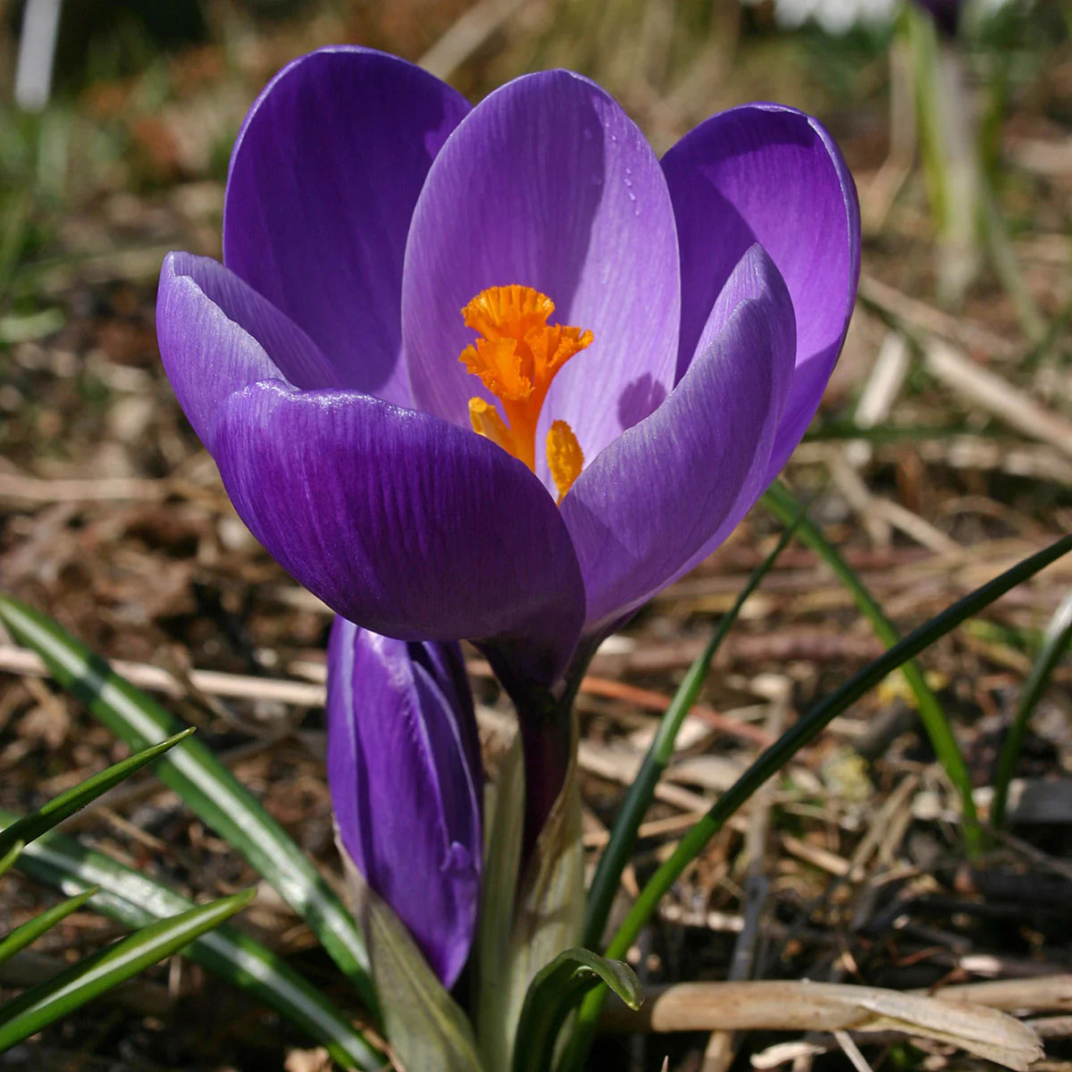 Bulbi de Branduse "Flower Record ", 5 Bucati