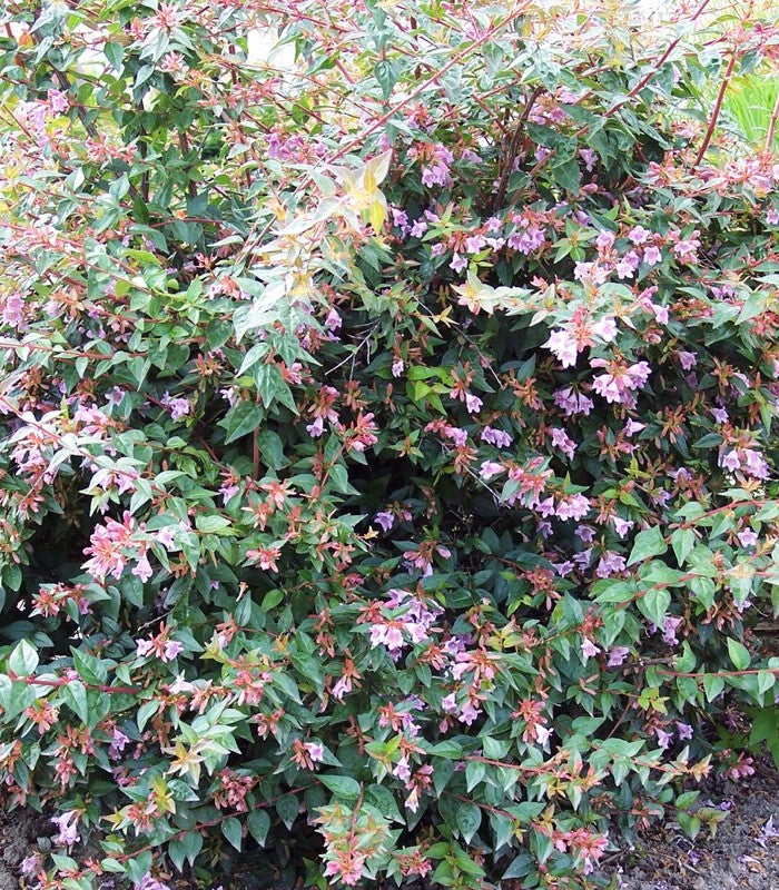 Abelia "Edward Goucher", 120-150cm, la Ghiveci de 25L, 1 Bucata