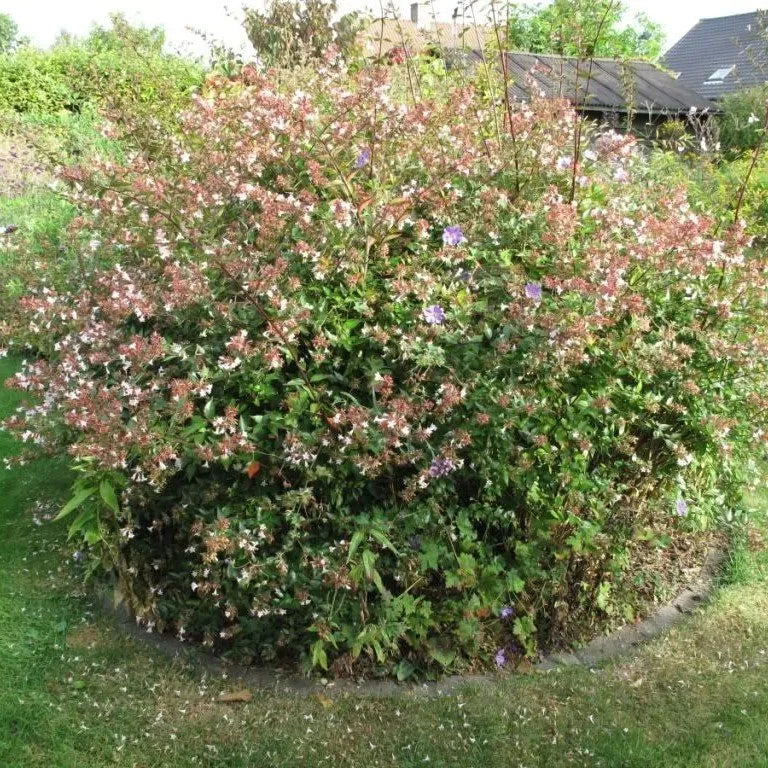 Abelia "Edward Goucher", 120-150cm, la Ghiveci de 25L, 1 Bucata