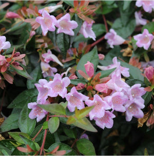 Abelia "Edward Goucher", 120-150cm, la Ghiveci de 25L, 1 Bucata