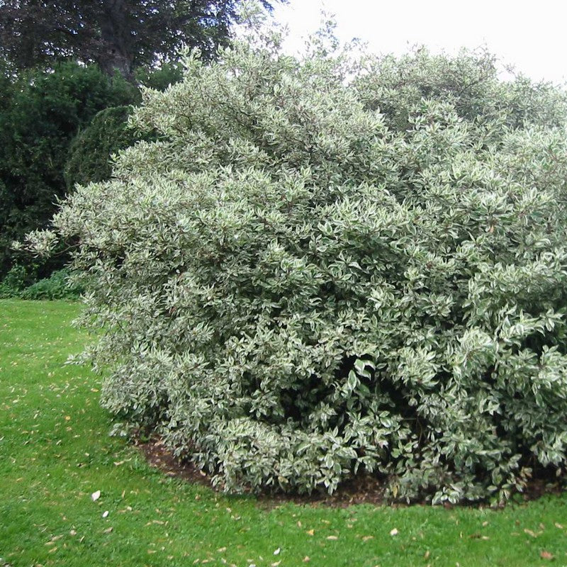 Cornus Alba "Elegantissima", 120 cm, la Ghiveci de 10L, 1 Bucata