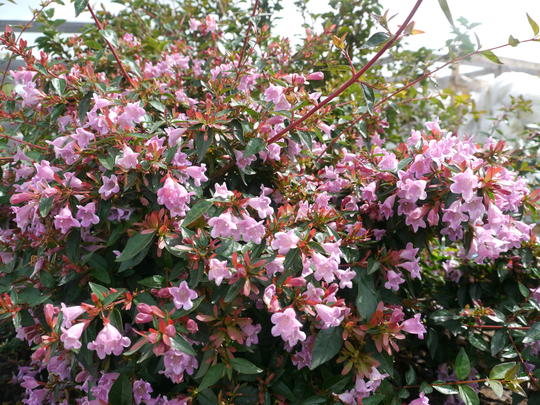 Abelia "Edward Goucher", 120-150cm, la Ghiveci de 25L, 1 Bucata