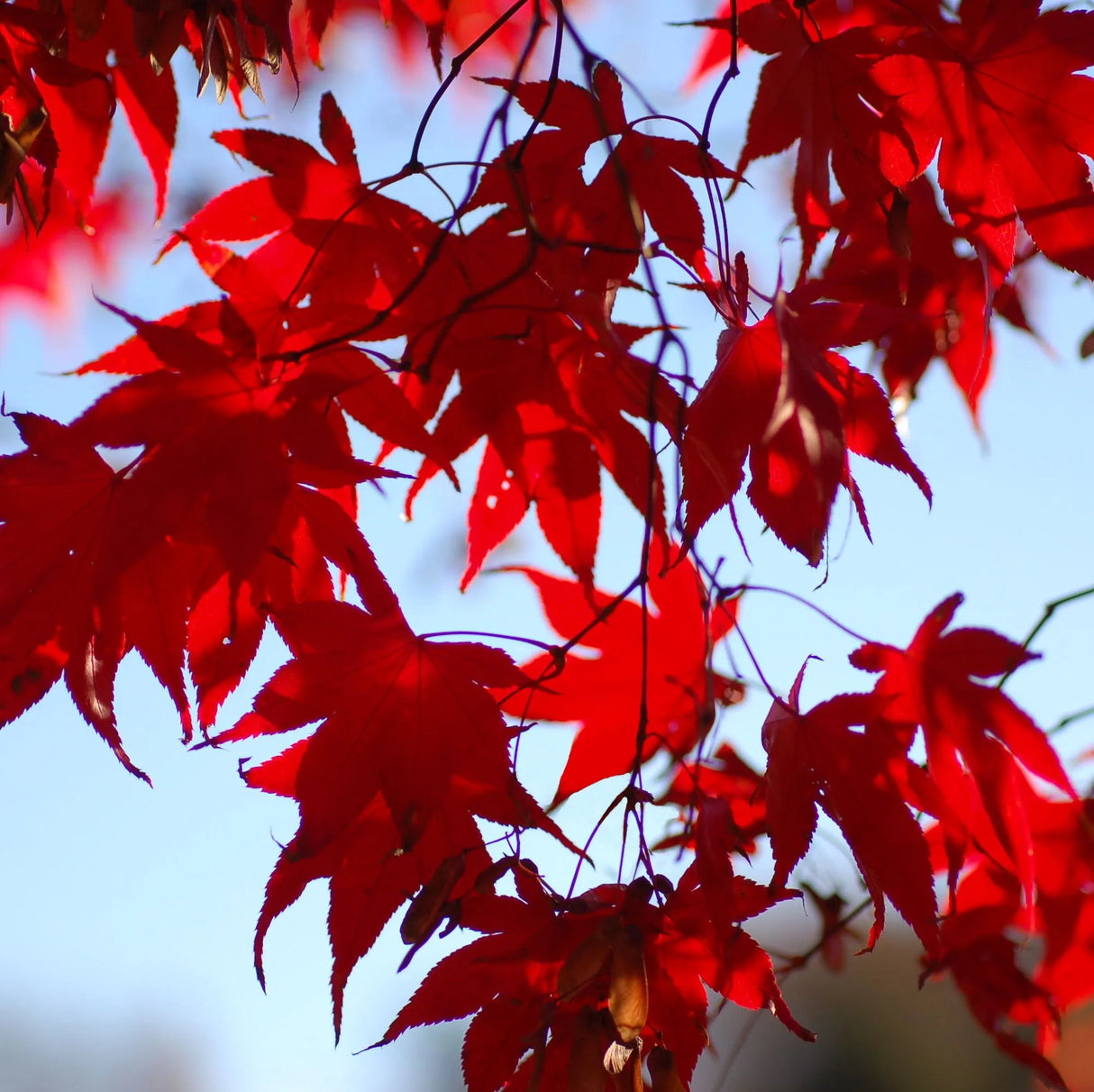 Artar Japonez, "Acer palmatum atropurpureum", Rosu, la Ghiveci de 3L, 1 Bucata